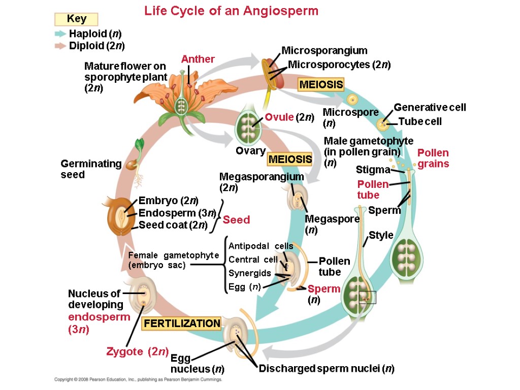 Life Cycle of an Angiosperm MEIOSIS Key Microsporangium Microsporocytes (2n) Generative cell Anther Tube